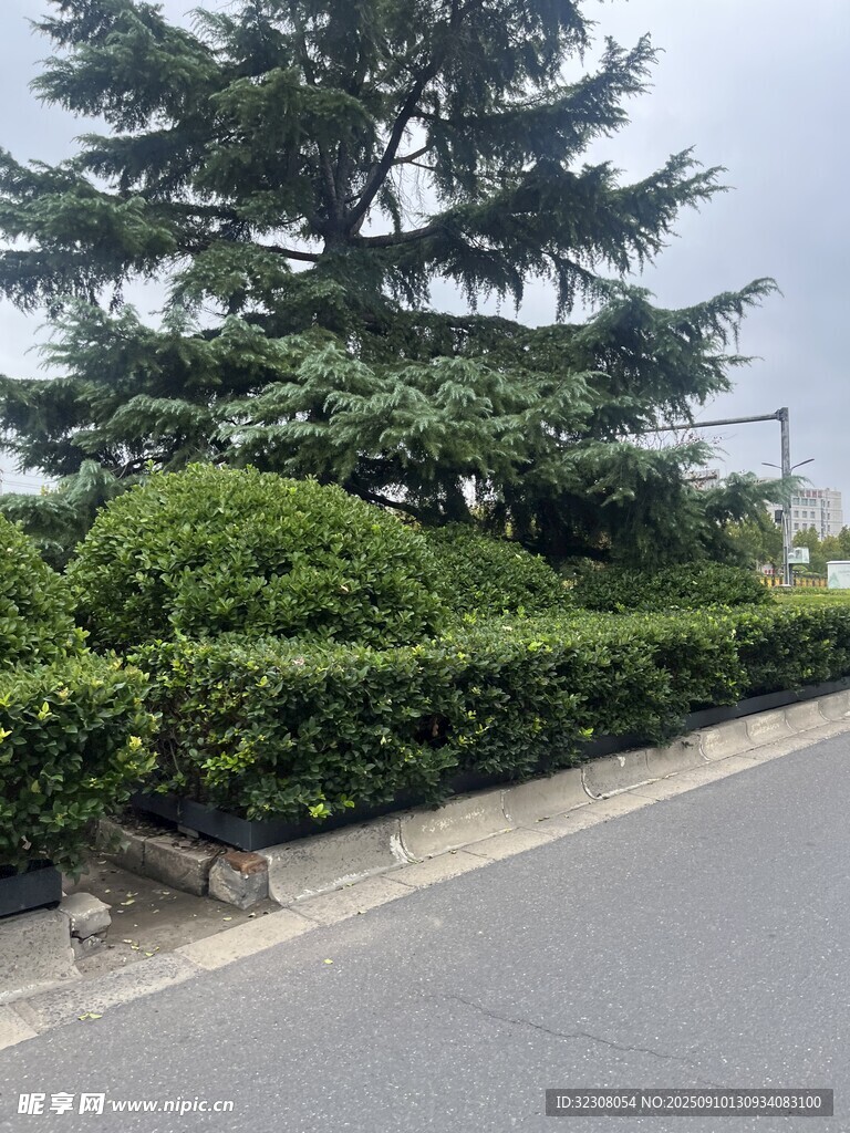 路邊整齊綠植景觀