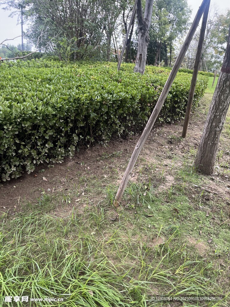 戶外綠植旁的簡(jiǎn)易木支架