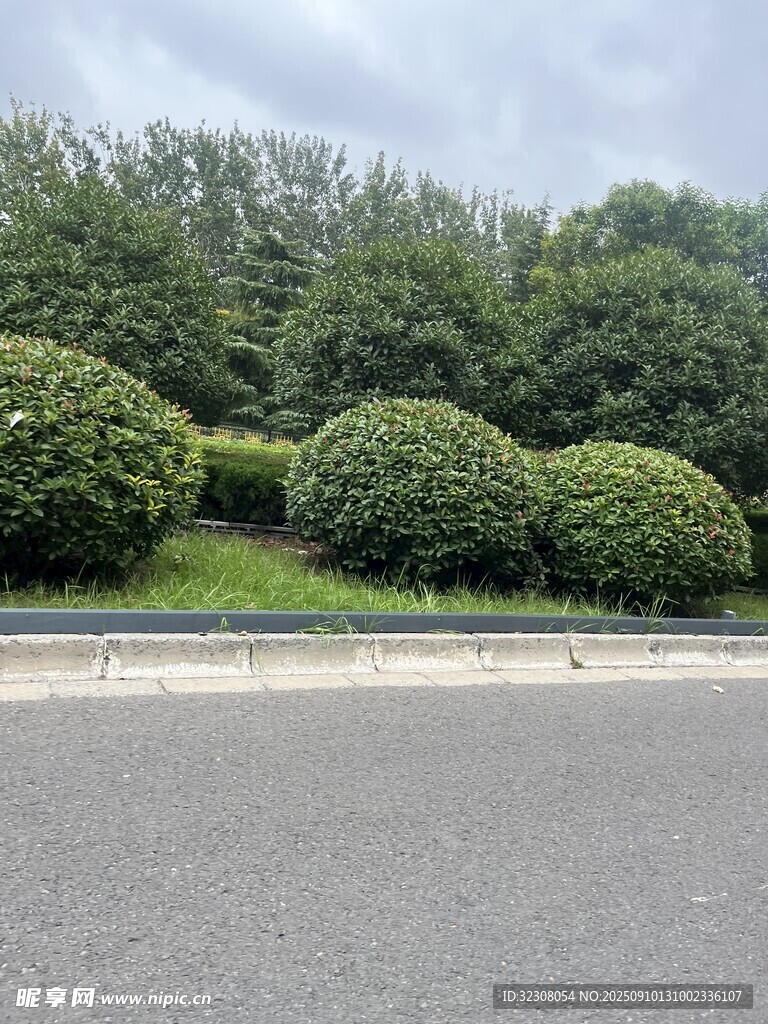 路邊修剪整齊的球形綠植