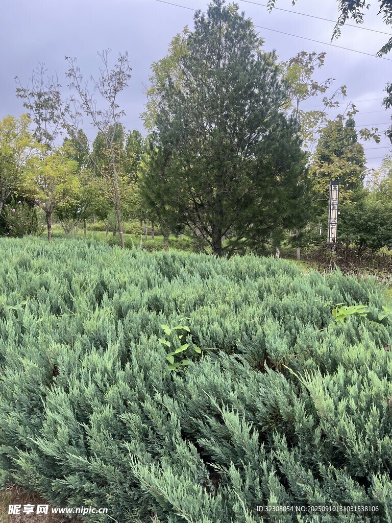 綠意盎然的植物景觀