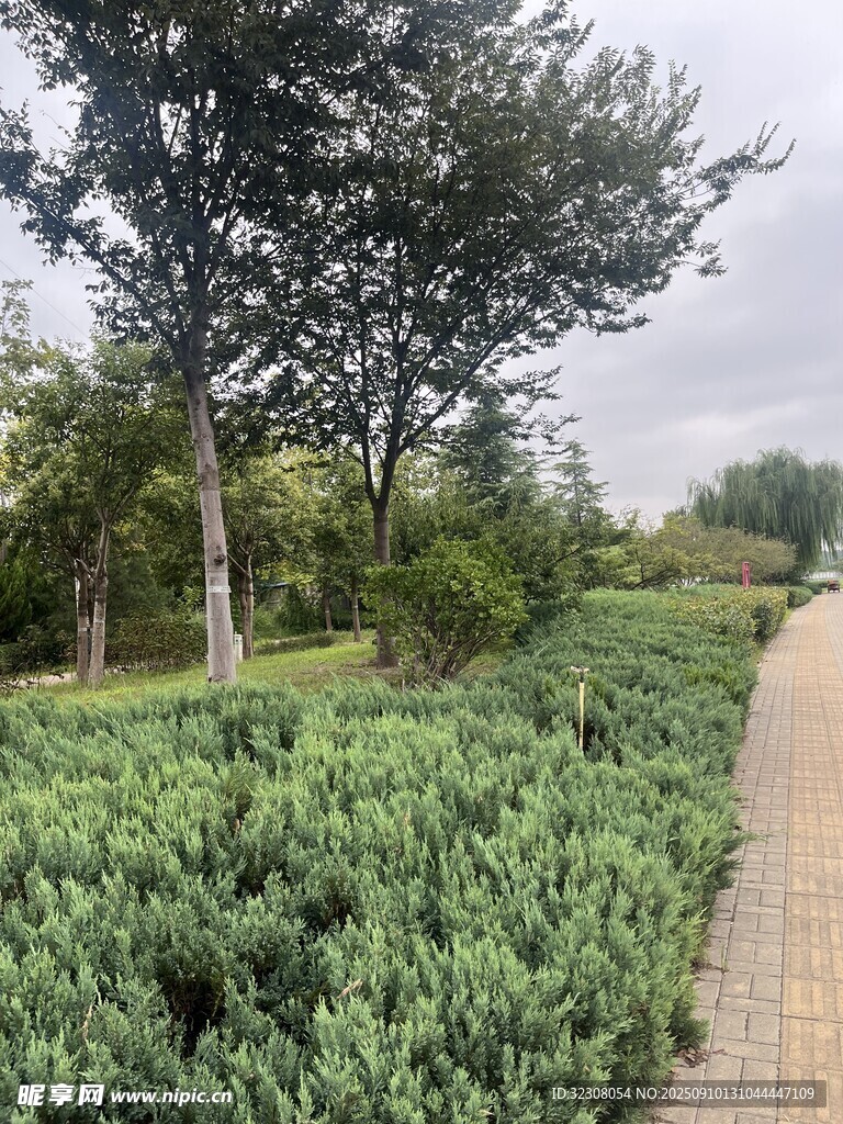 林間小徑旁的綠植景觀