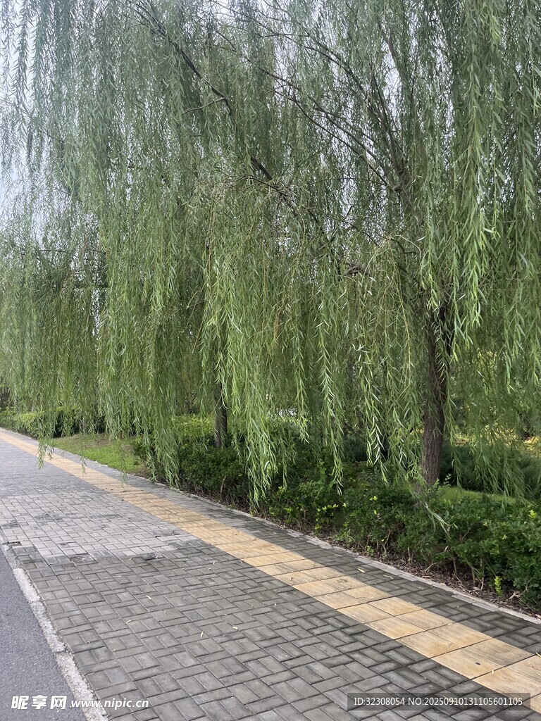 春日柳蔭下的靜謐步道