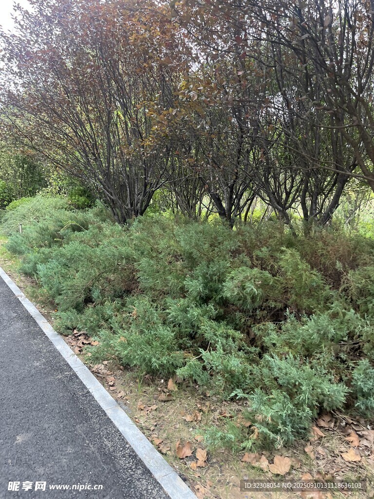 路邊繁茂綠植景觀