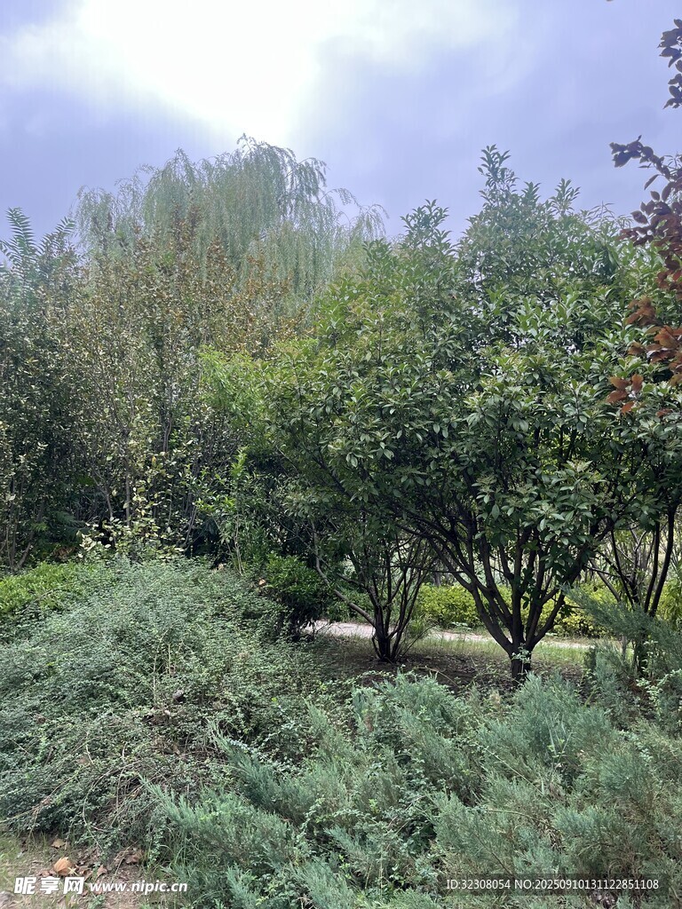 戶外綠意盎然的樹木景觀