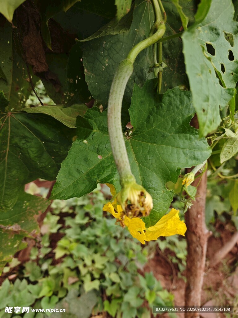 藤蔓上的黃色南瓜花
