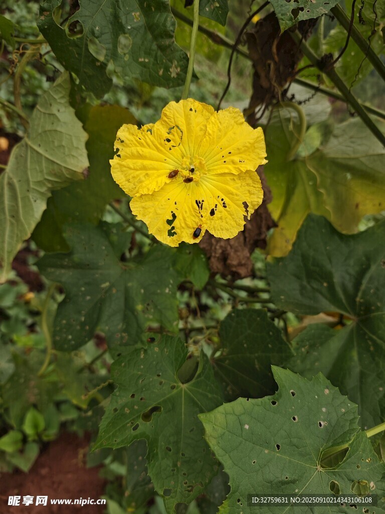 黃色絲瓜花綻放