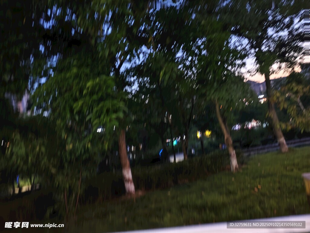 夜晚公園中的蔥郁樹木