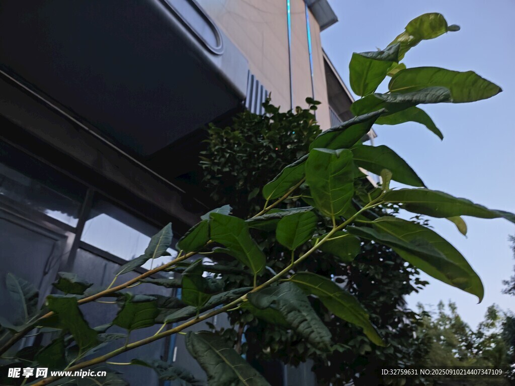 綠葉攀附于現(xiàn)代建筑旁