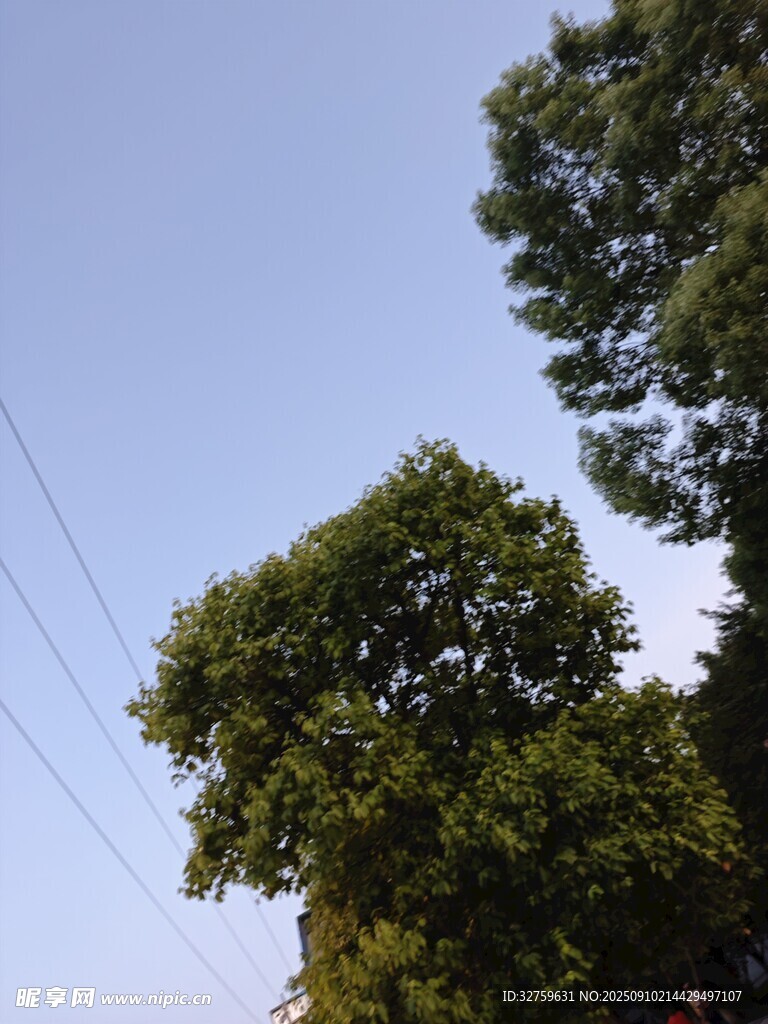 藍(lán)天綠樹間的電線景象