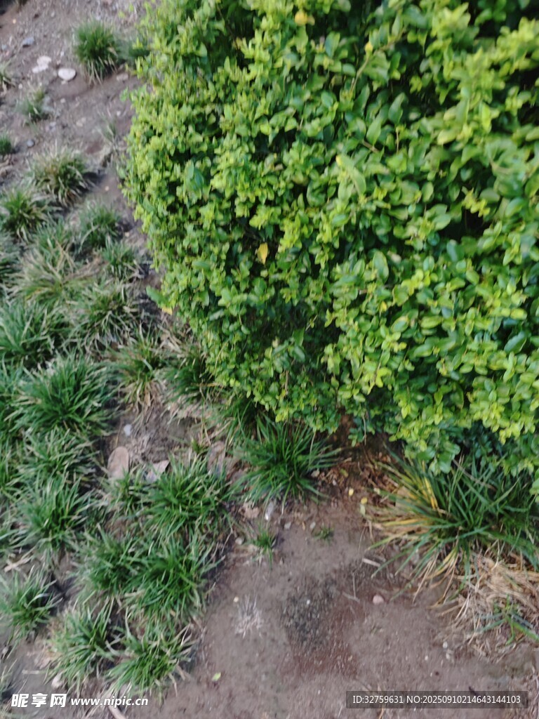 翠綠灌木與周邊草地景象