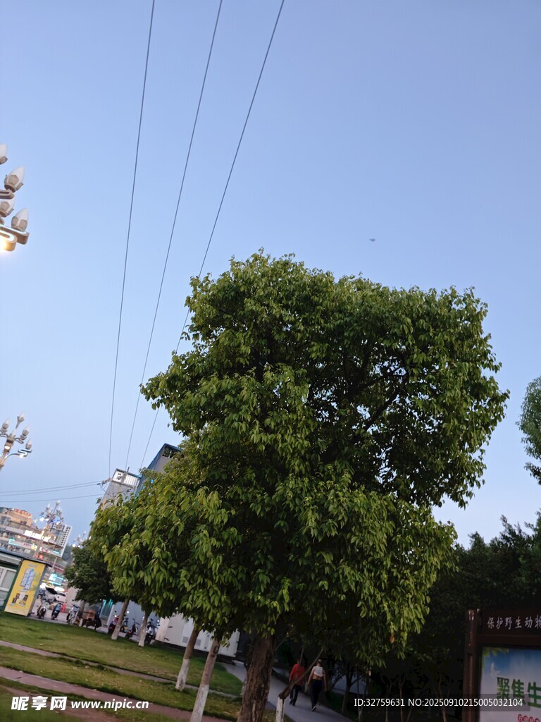 路邊蔥郁大樹 