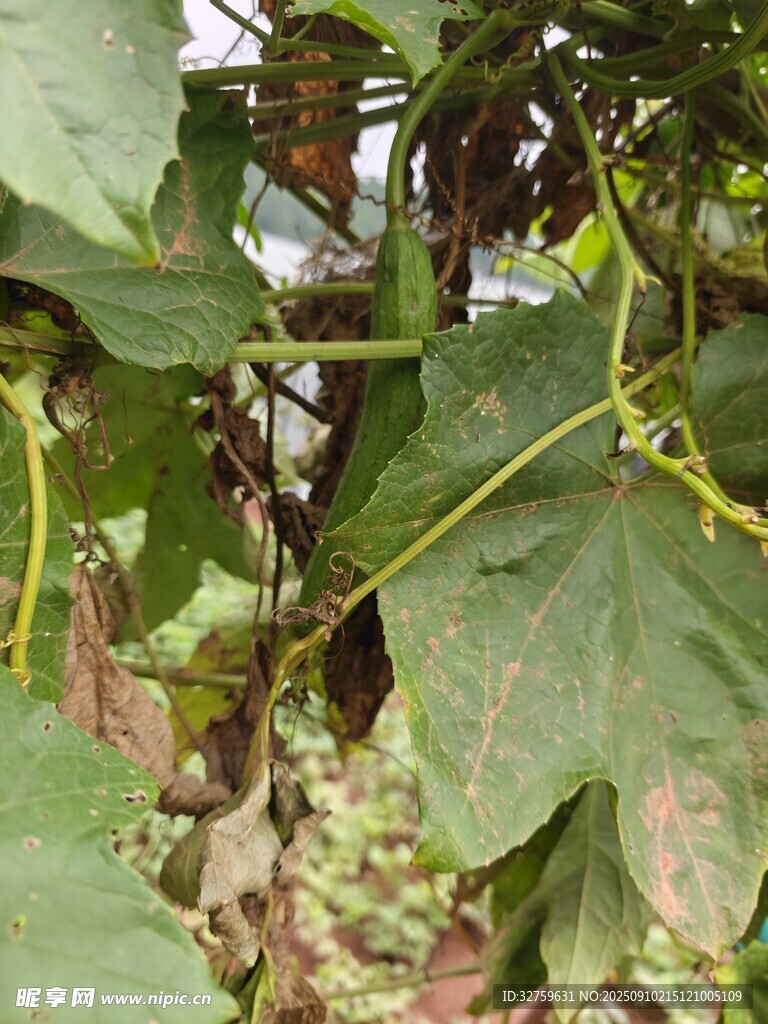 葡萄藤上的綠葉與果實(shí)