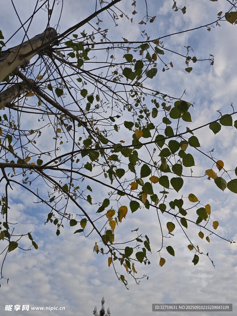 樹枝上的稀疏綠葉