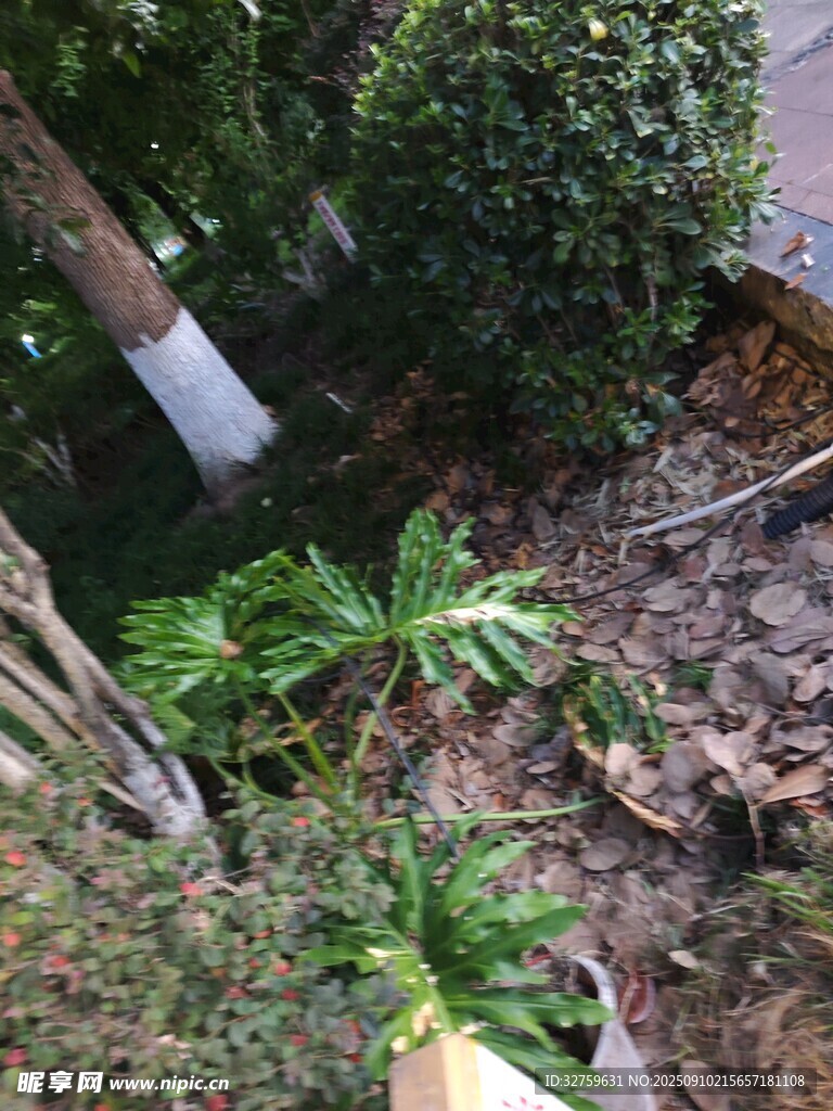 庭院綠植景觀一角