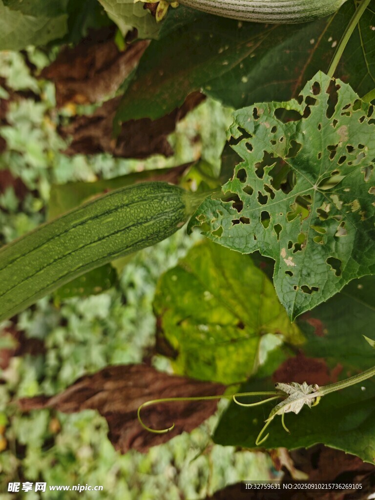 斑駁葉片下的綠色植物