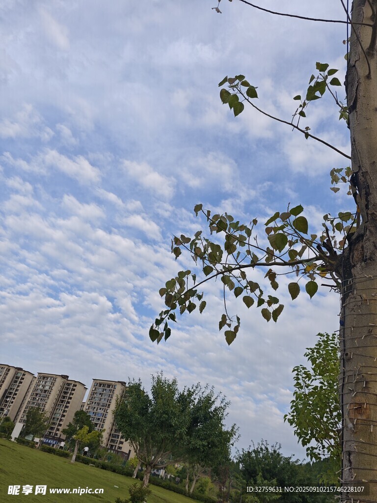 藍(lán)天白云下的樹木與建筑