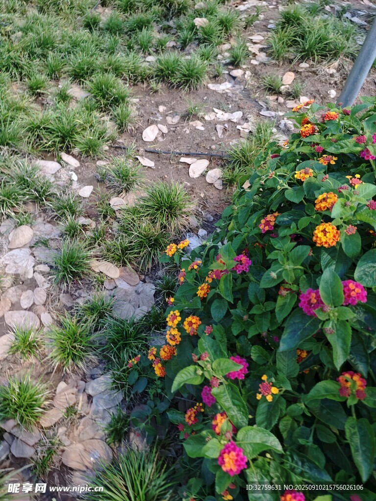 多彩花叢點綴草地