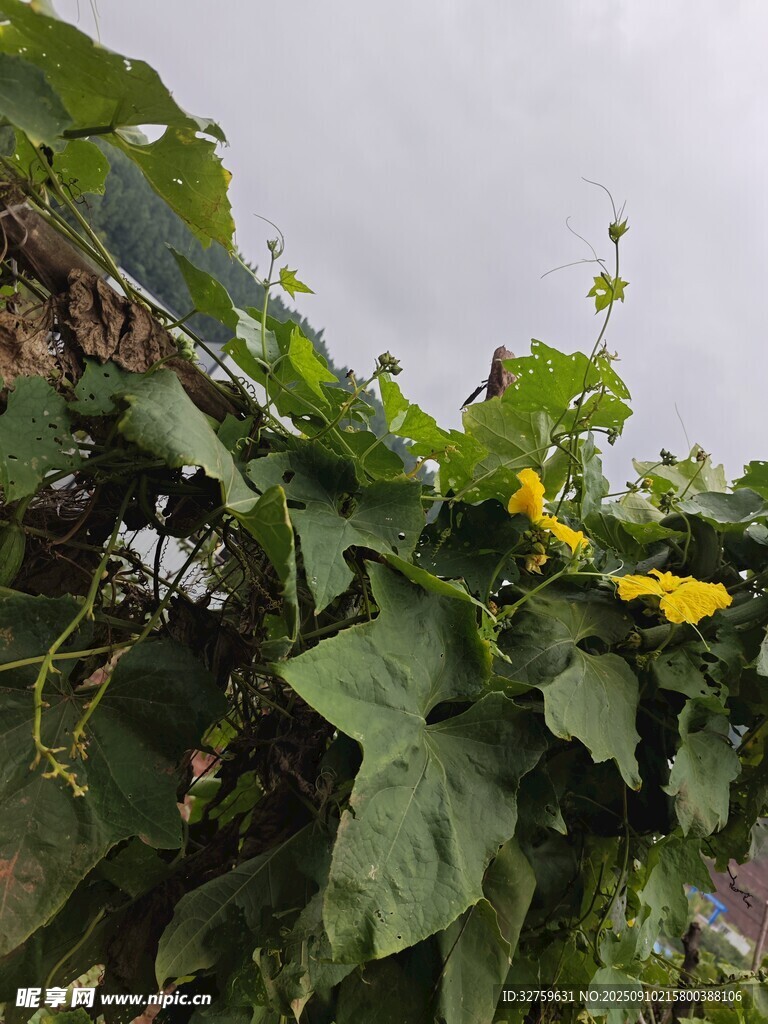 棚架上的翠綠絲瓜藤與黃花