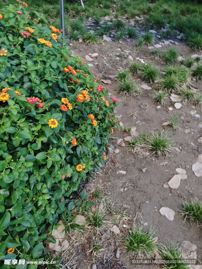 花園小徑旁的多彩花卉