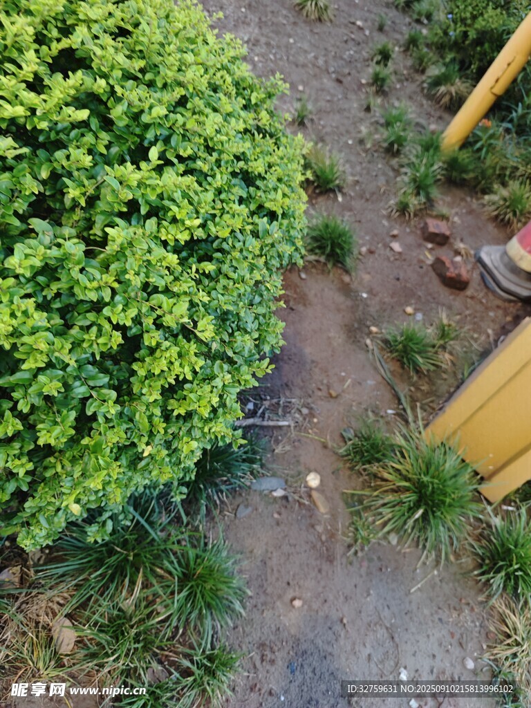 路邊綠植與黃色物體