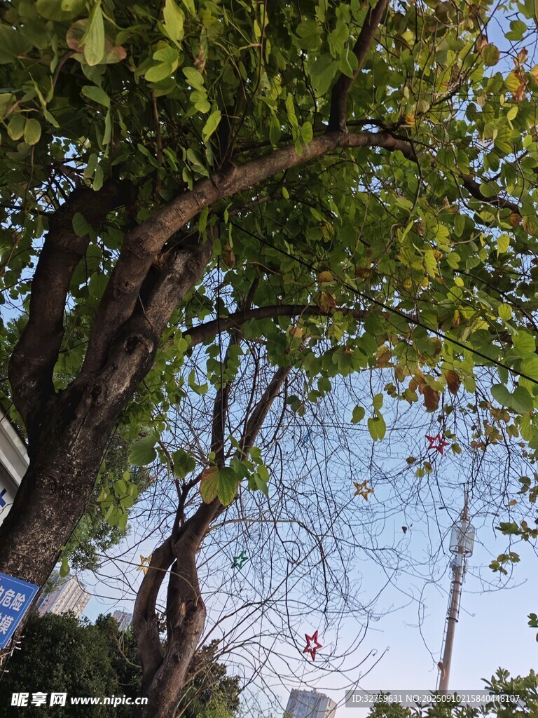 繁茂樹枝下的藍天景致
