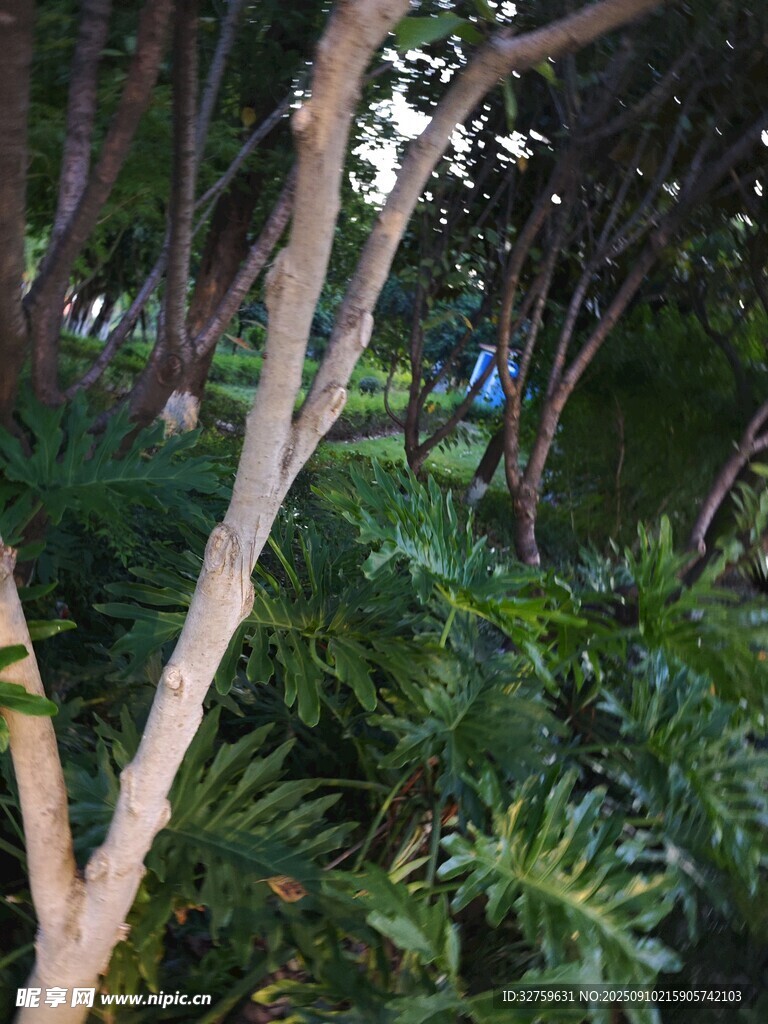 繁茂樹林中的綠植景觀