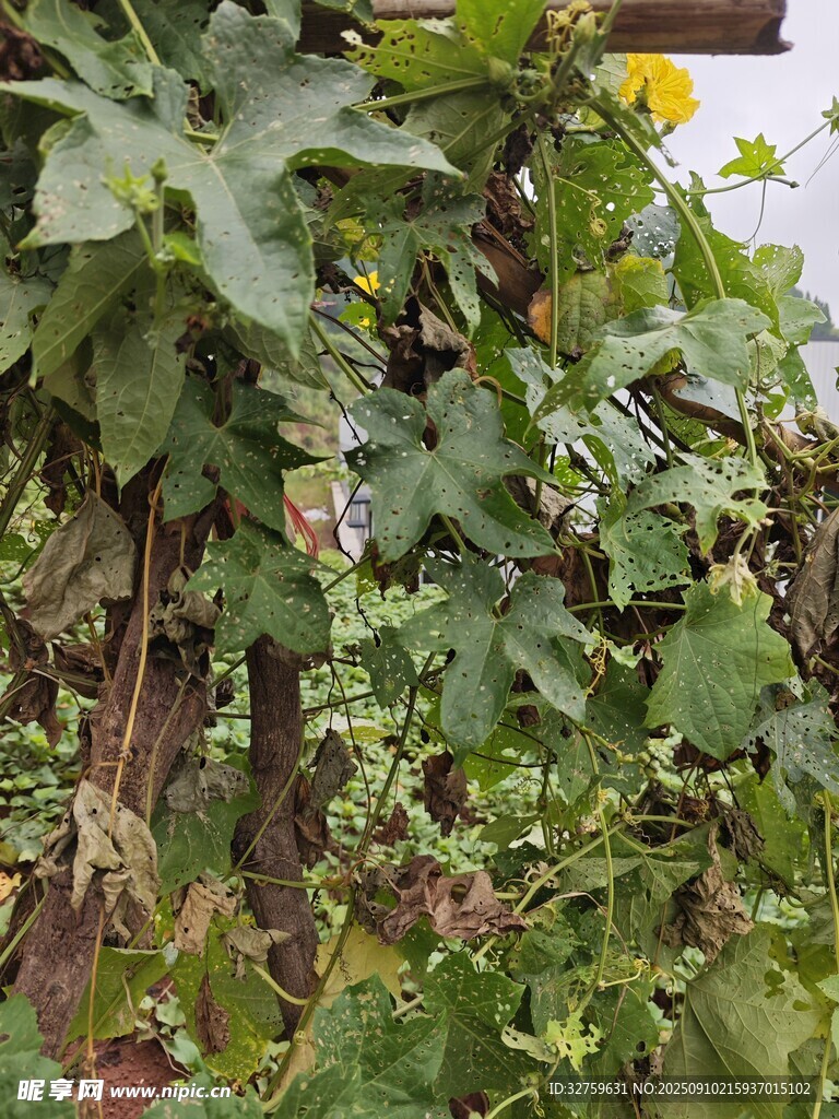 繁茂的藤本植物景觀