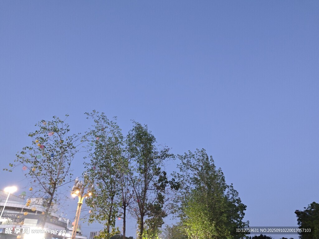黃昏下的樹(shù)木與朦朧燈光