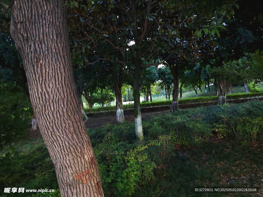 夜晚林間靜謐景象
