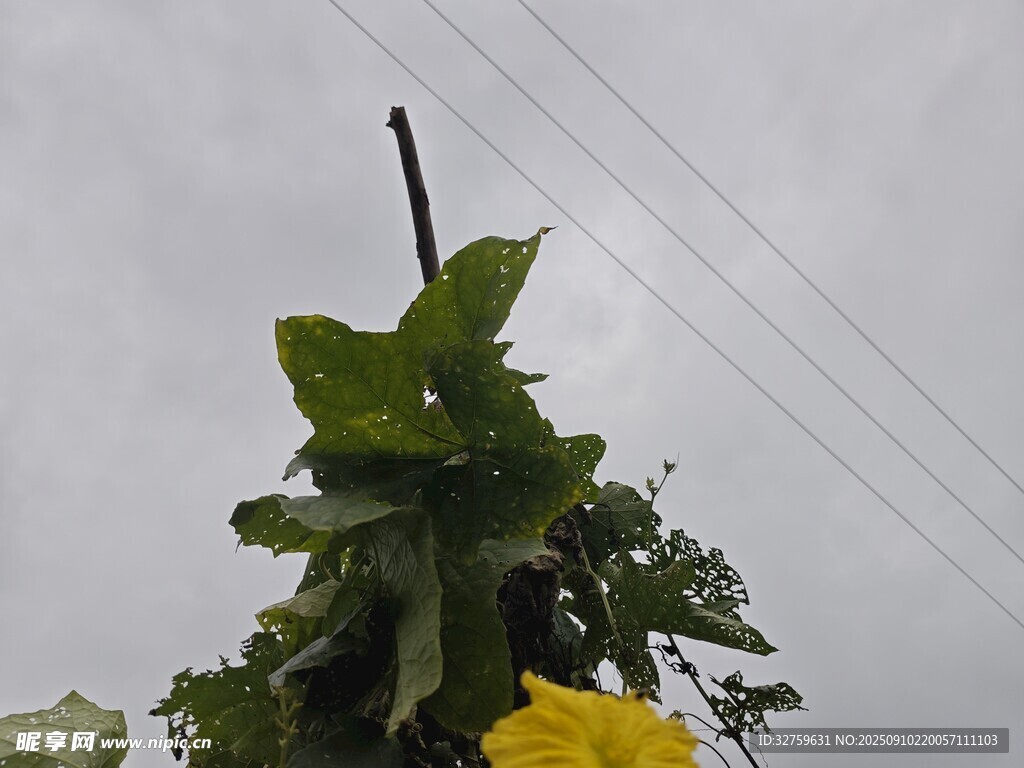 綠葉與電線構(gòu)成自然景象
