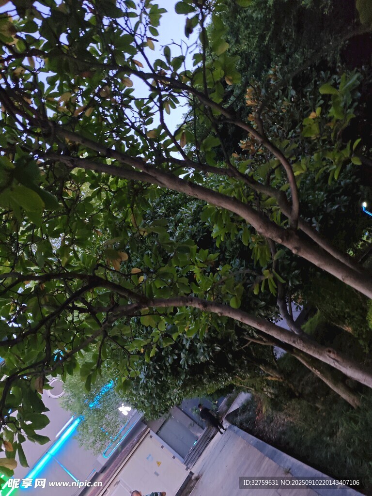 林蔭下的靜謐小道