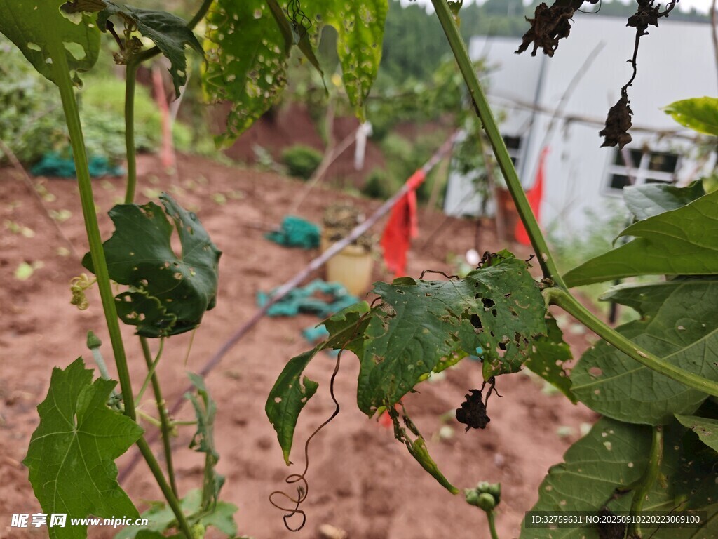 山坡綠植間的多彩物件