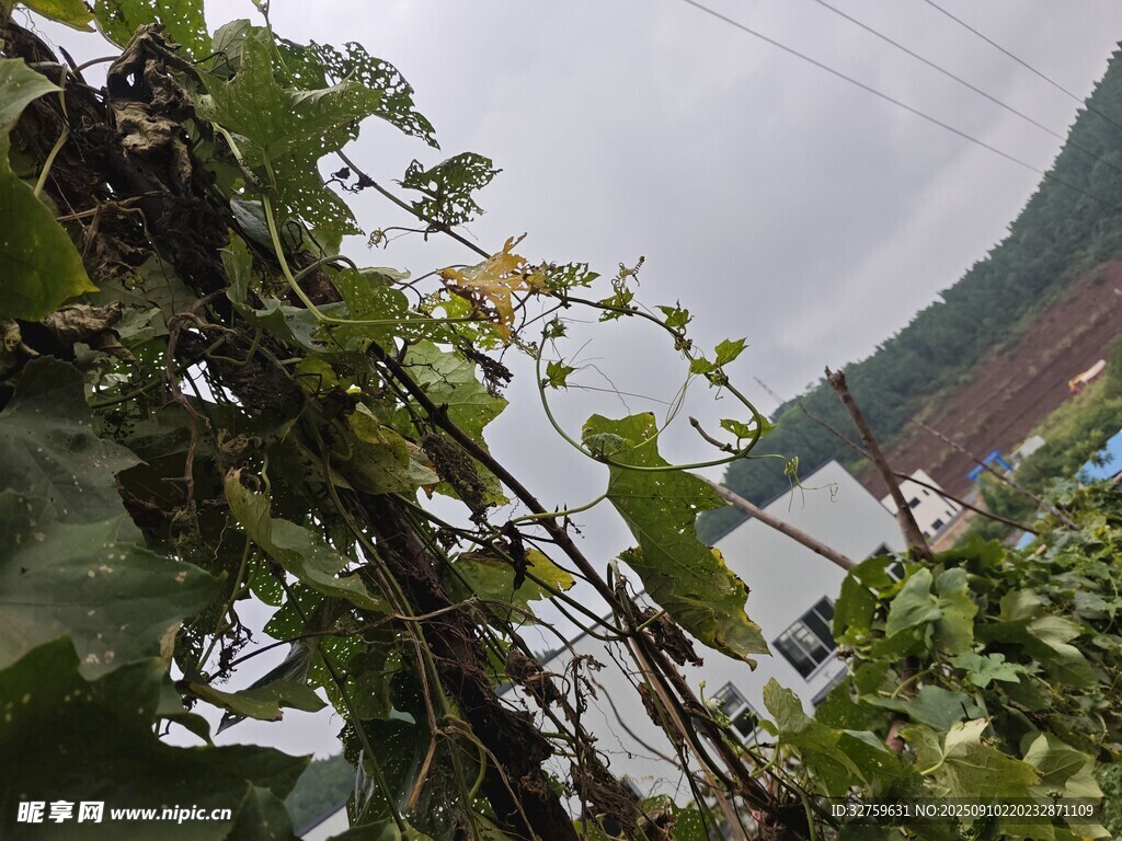 雨中藤蔓植物景觀