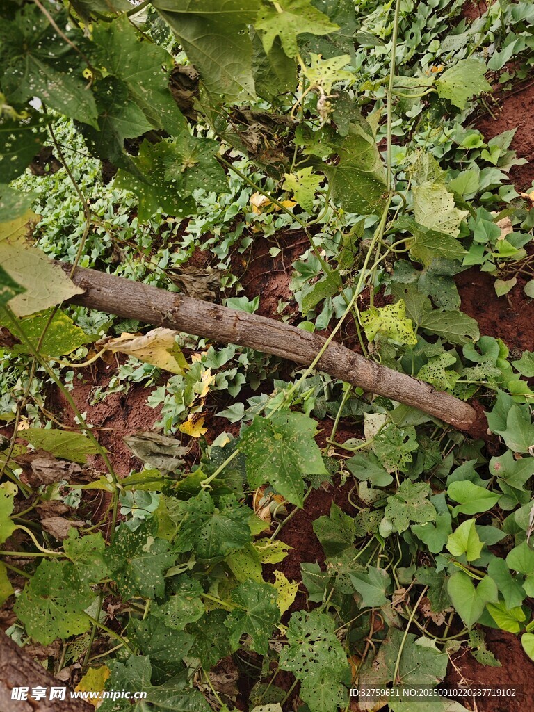 繁茂枝葉下的粗壯樹枝