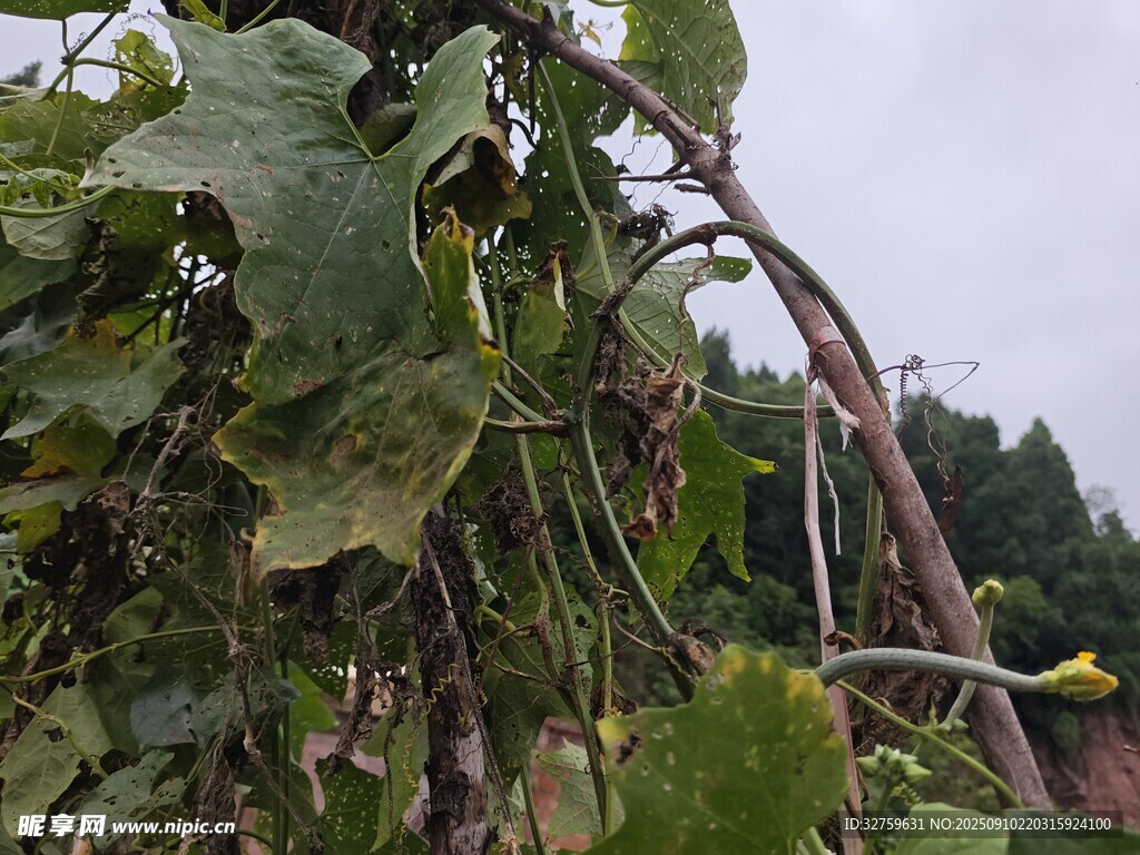 藤蔓植物特寫(xiě)