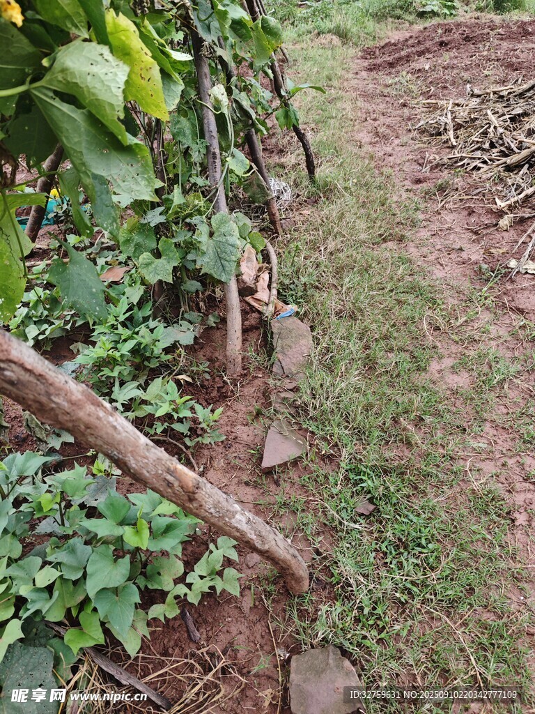 田園間的簡易植物支架