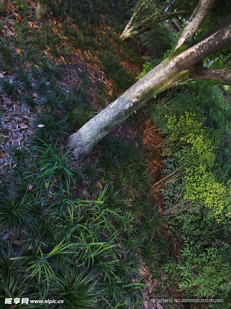 林間倒地樹干與繁茂植被