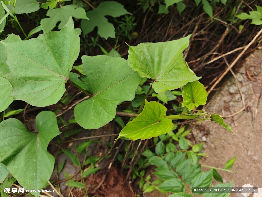 綠葉繁茂的地面植物景象