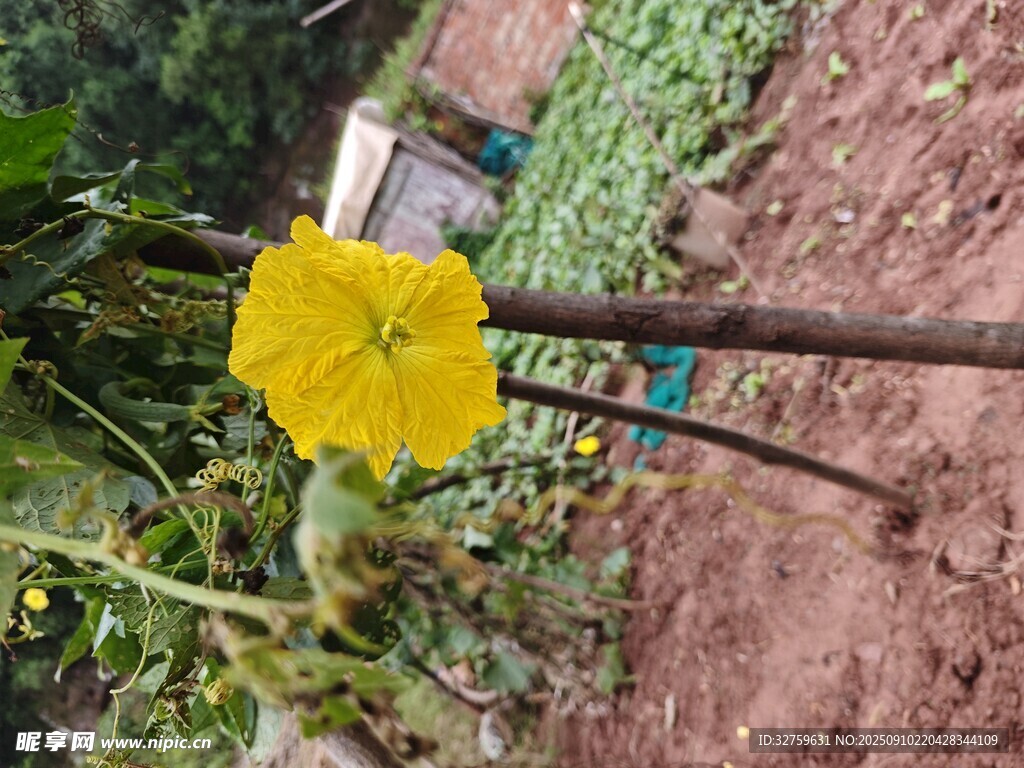 黃色小花綻放于綠植間