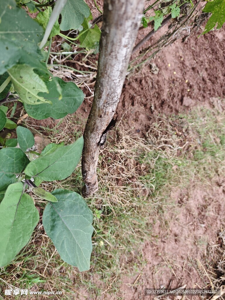 樹(shù)干旁的綠植與枯草
