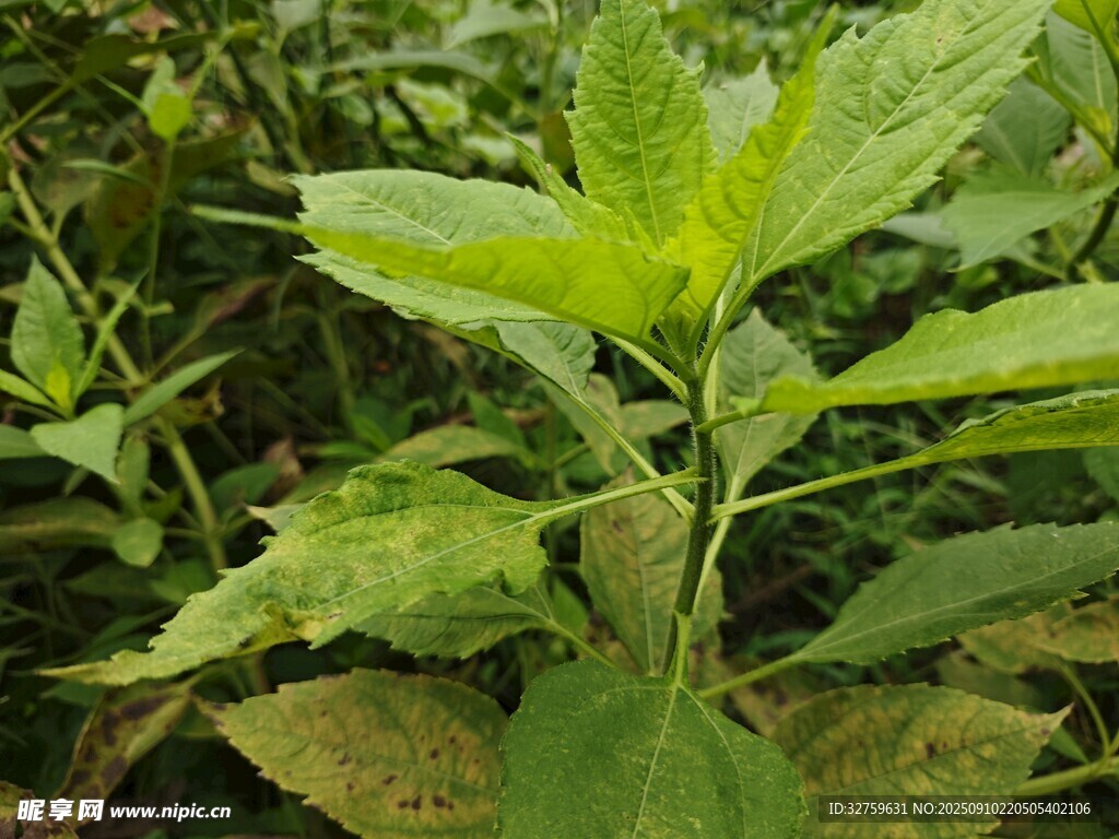 嫩綠植物葉片特寫