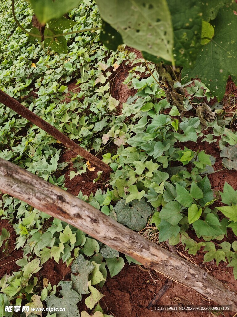 地面綠植與橫臥枝干景象