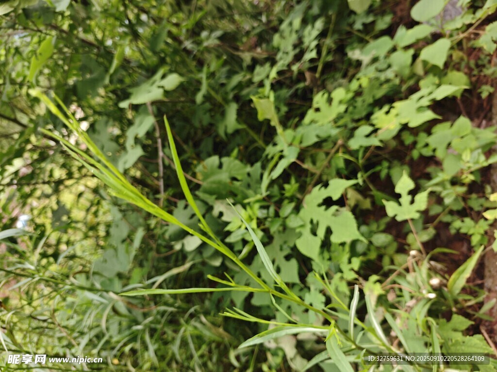 野外繁茂的綠色植物