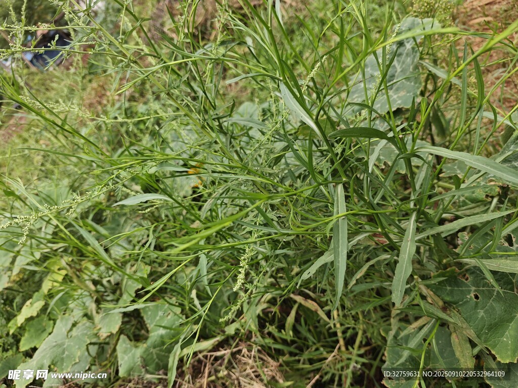 野外生長的綠色植物