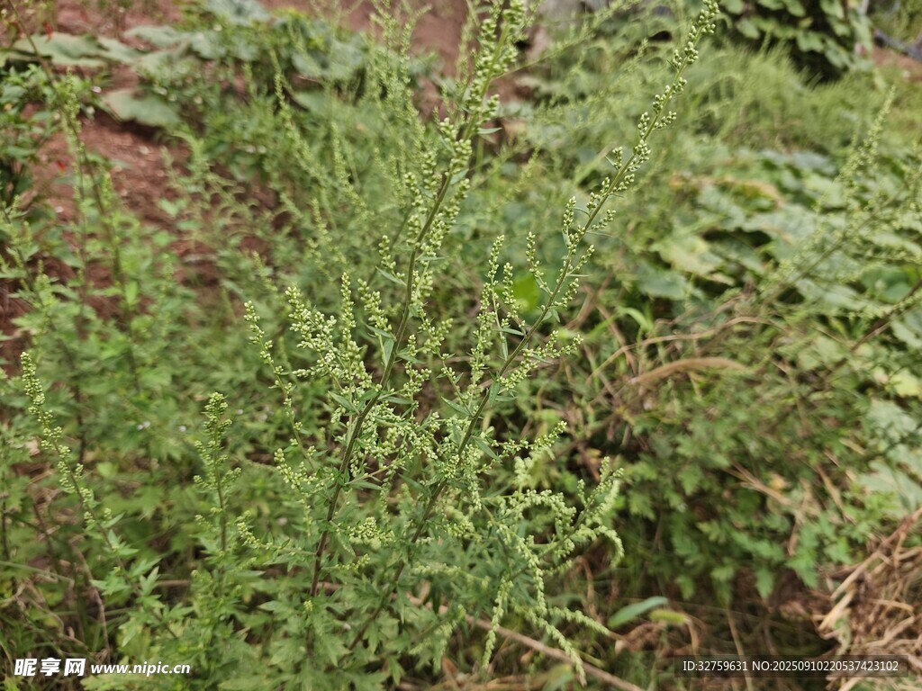 野外叢生的綠色植物