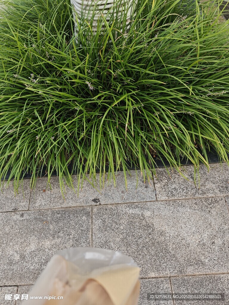 綠植旁的紙袋