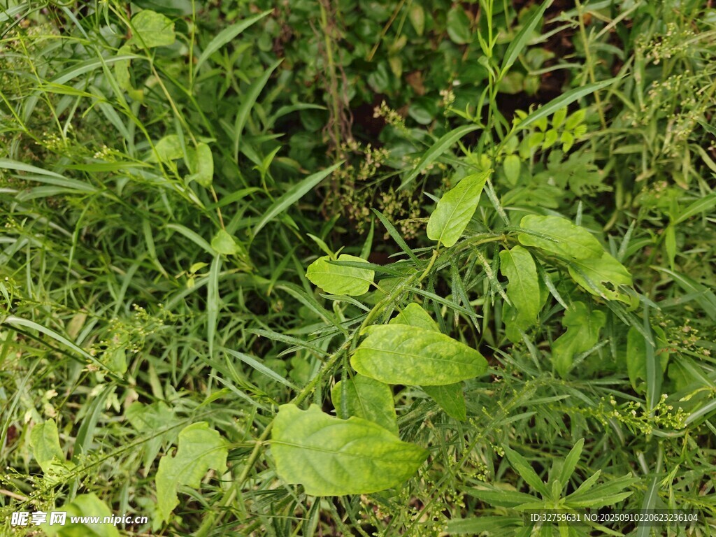 綠意盎然的草地植物