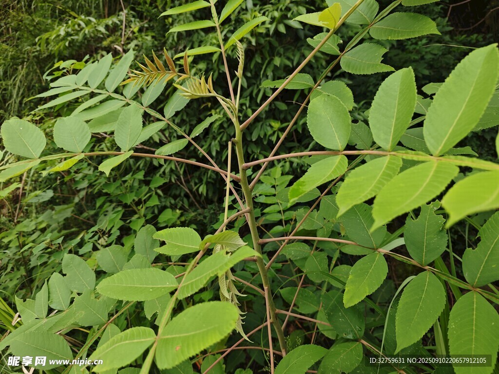 綠葉繁茂的植物枝條