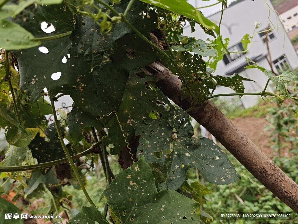 樹枝上繁茂的綠葉