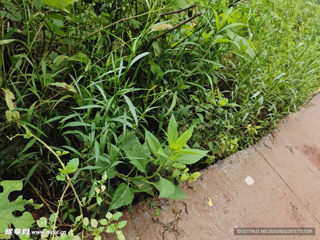 路邊繁茂的綠色植物